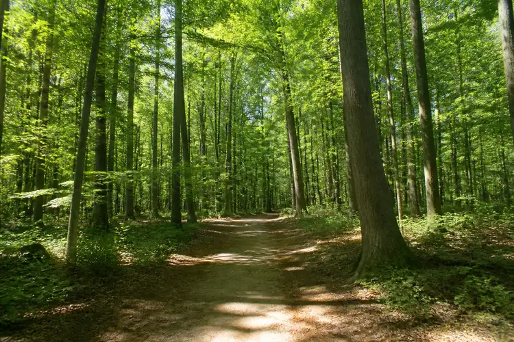 Beste bossen in Nederland voor bosbaden